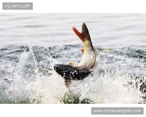 从高空跃入碧波之间探寻跳水运动的力量美感与极限挑战